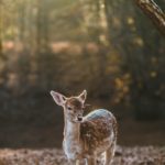 Hanc quoque iucunditatem, si vi